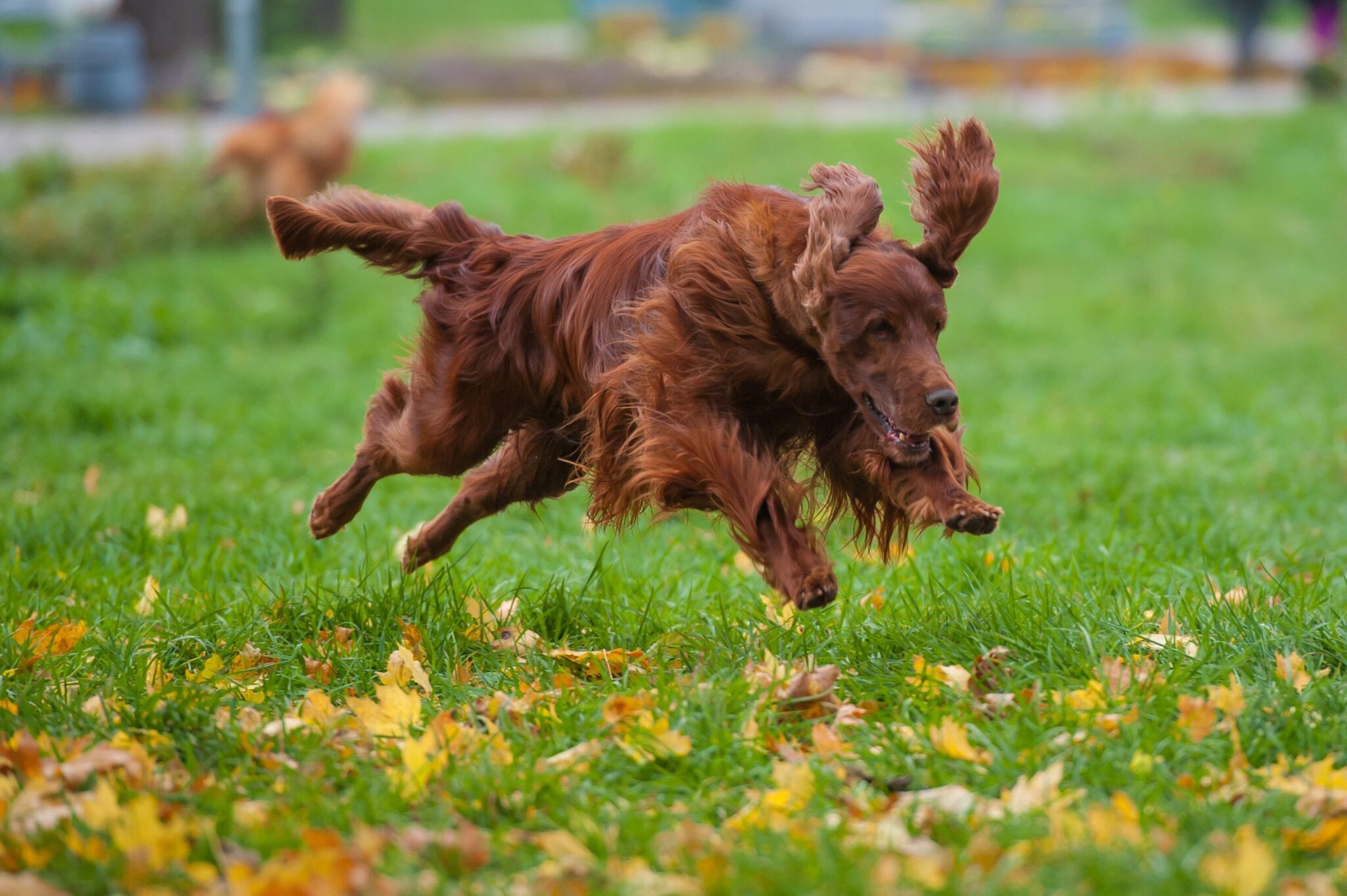 Irish Setter dog