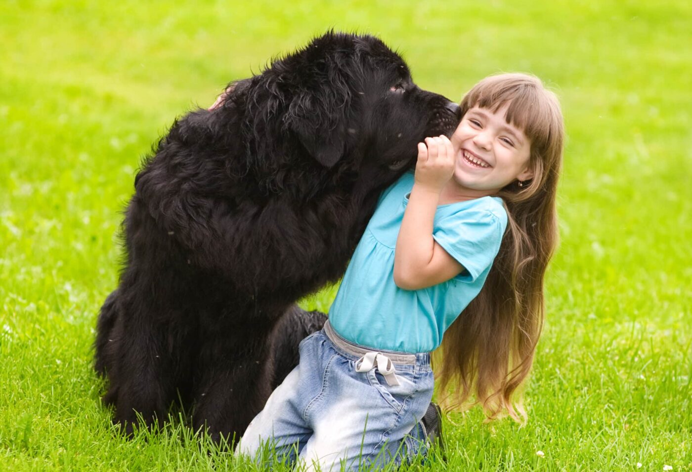 Newfoundland with girl