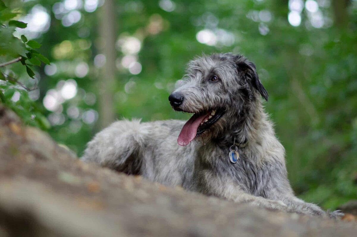 Irish Wolfhound dog