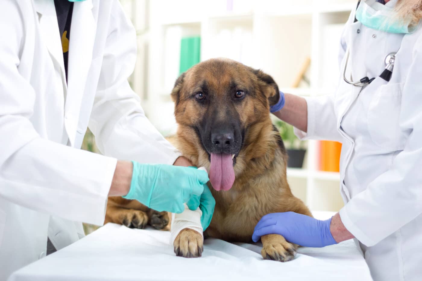 Shepherd,Dog,Getting,Bandage,After,Injury,On,His,Leg