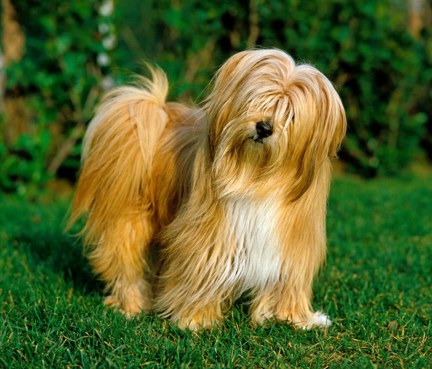 Tibetan Terrier