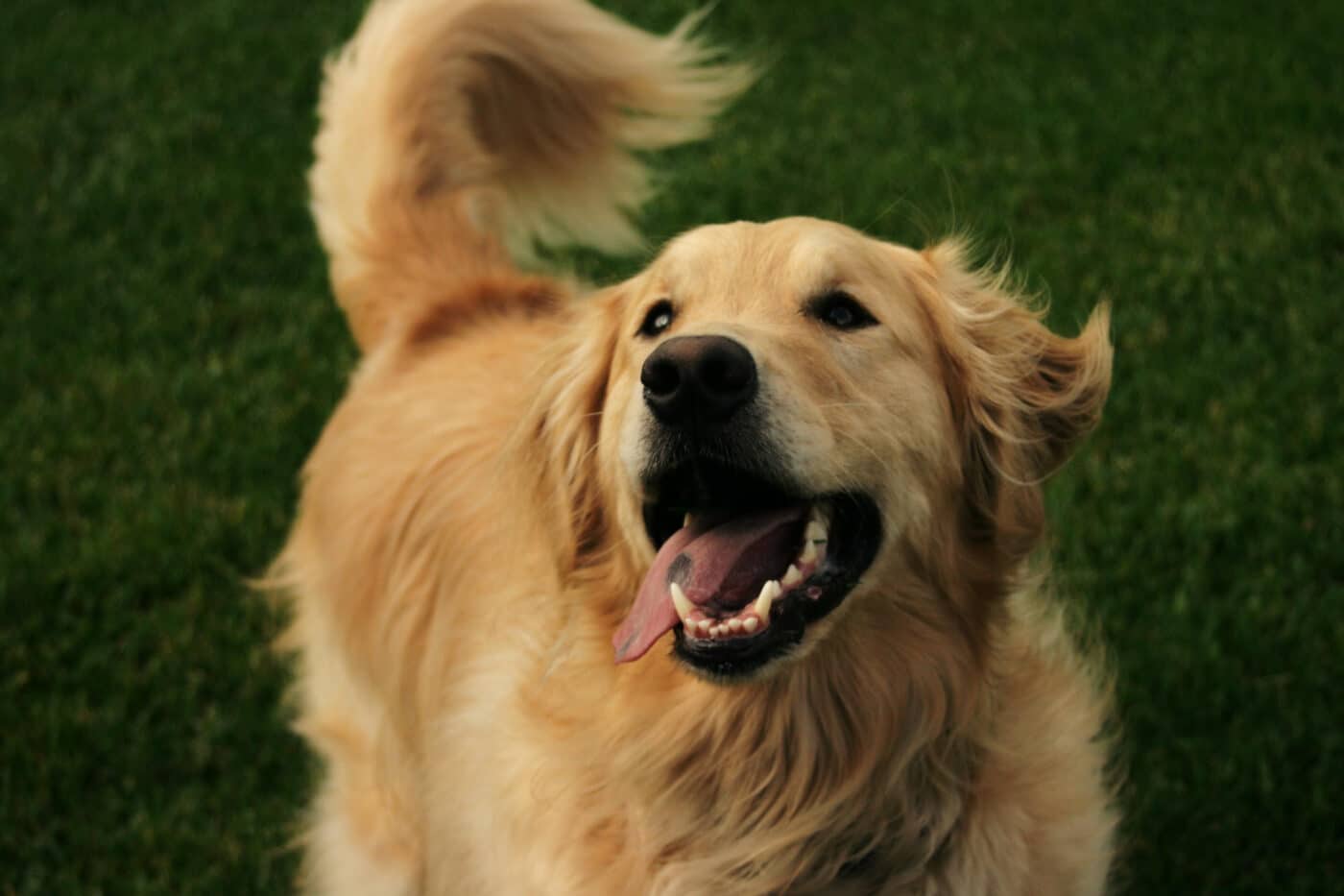 golden retriever