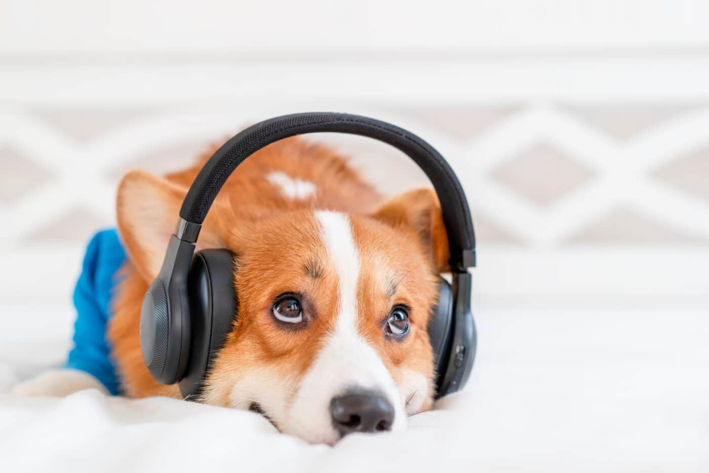 Cute,Corgi,Dog,In,Stylish,Blue,Bomber,Jacket,Sitting,And