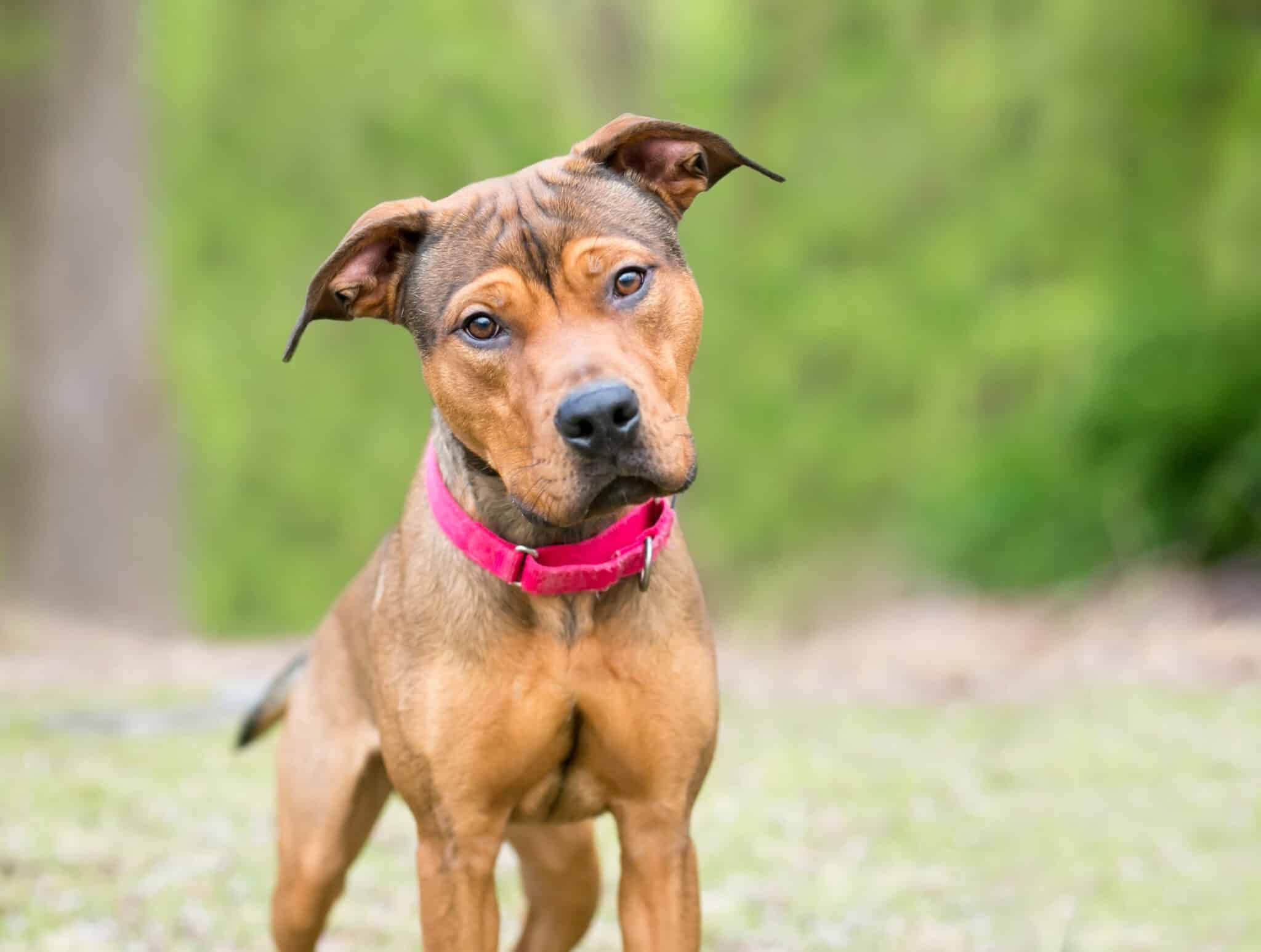 Mixed Breed dog