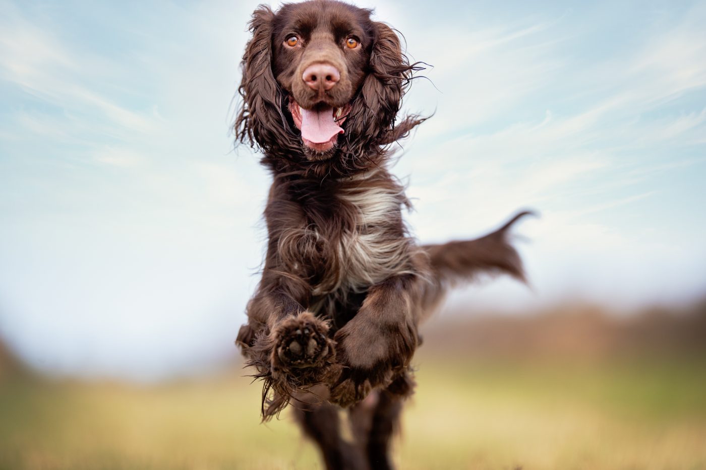 Field Spaniel