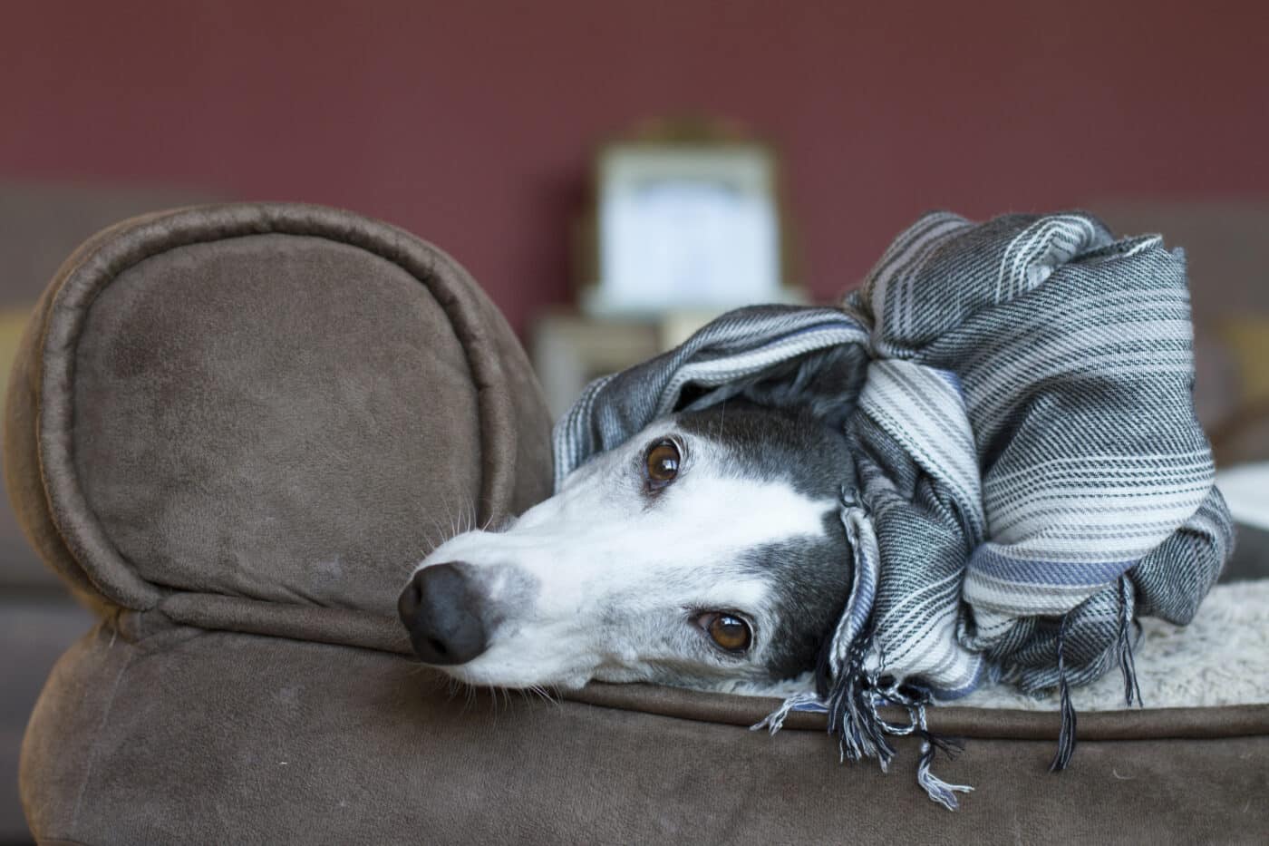 Greyhound dog