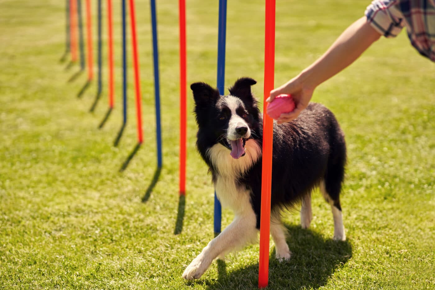 Border Collie dog