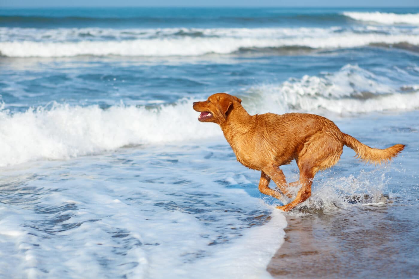 Golden Retriever dog