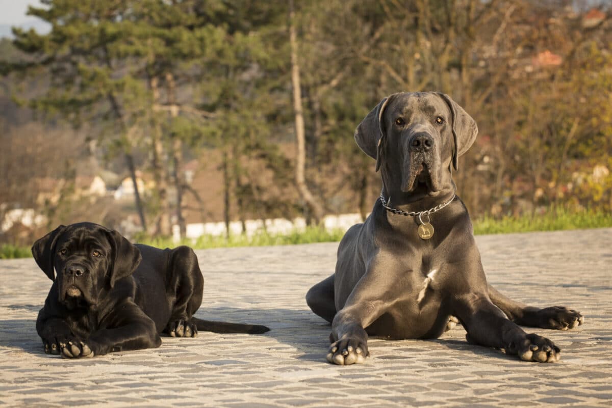 Great,Dog,And,Cane,Corso,Dogs