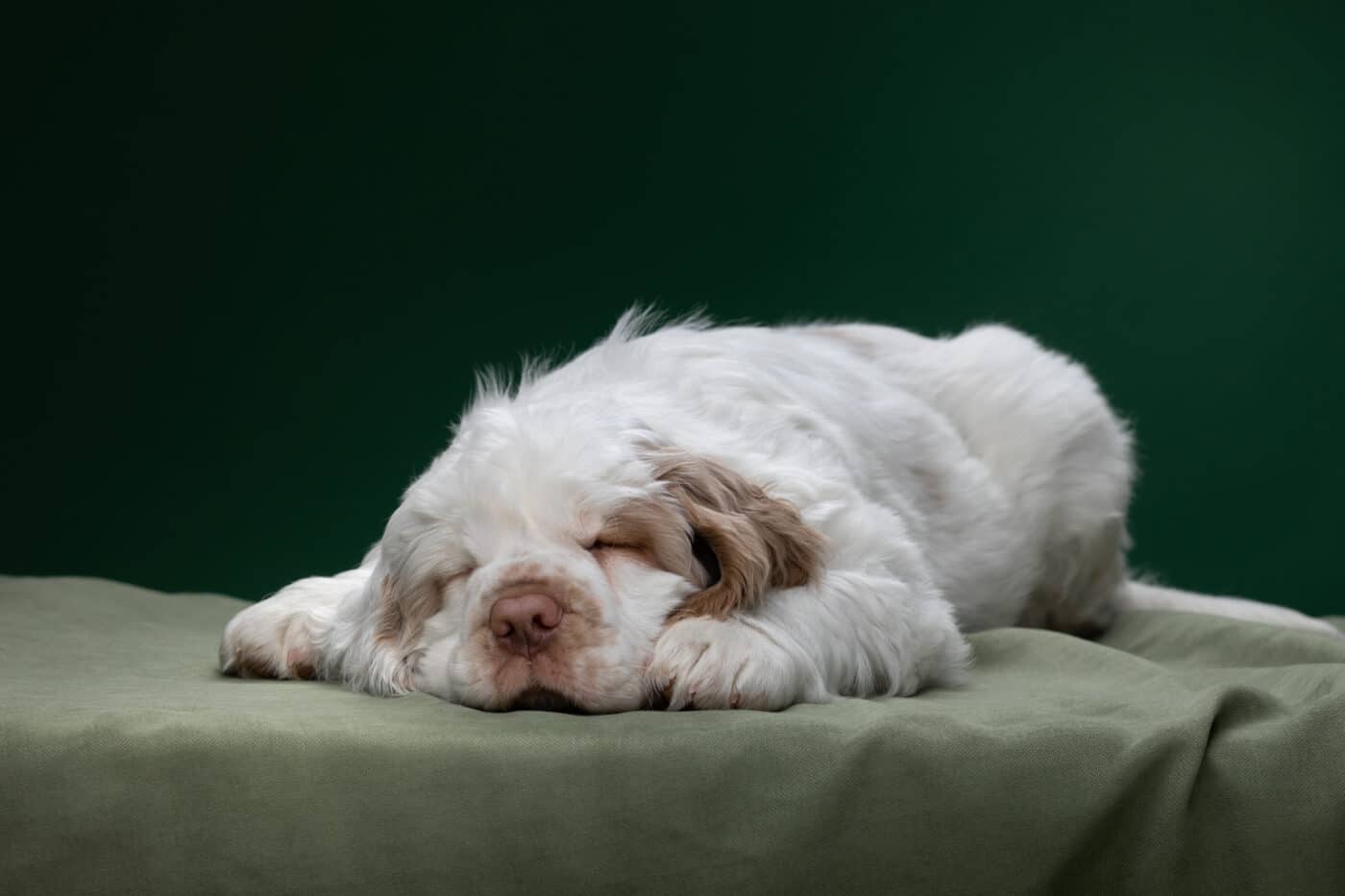 Clumber Spaniel