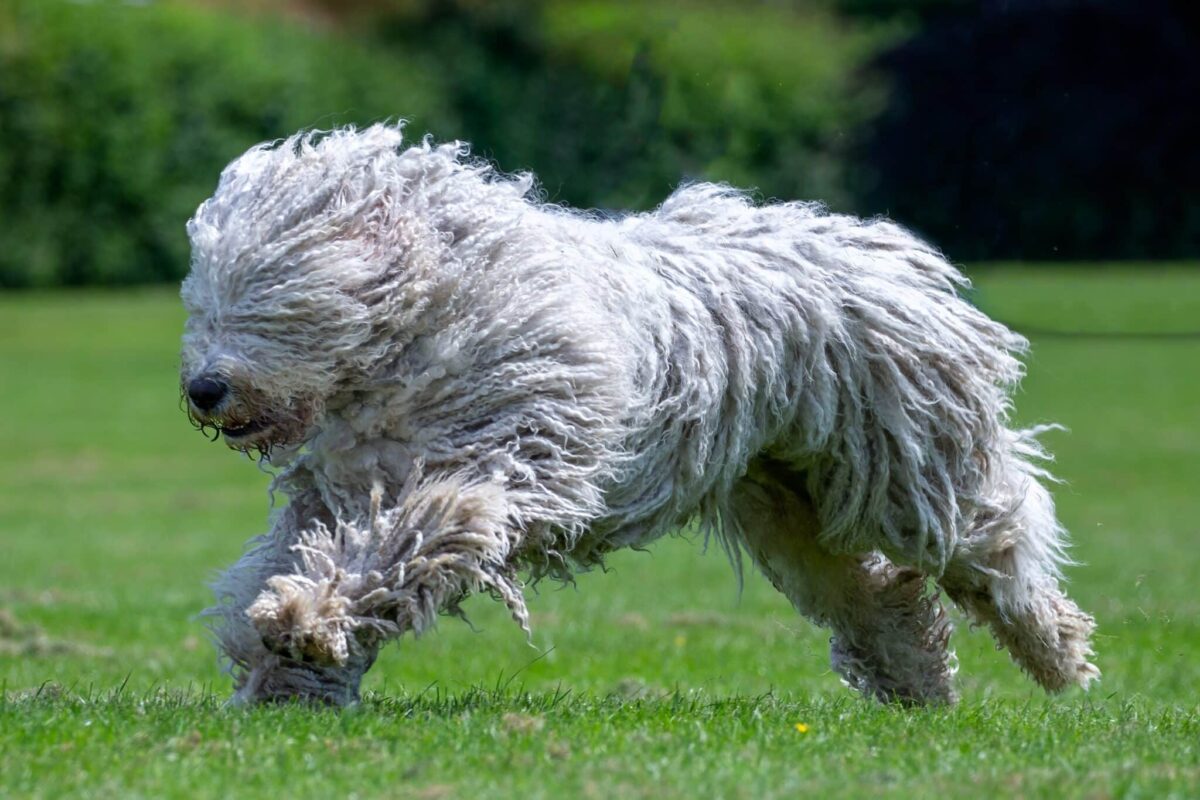 Hungarian,Komondor,Running,In,The,Park