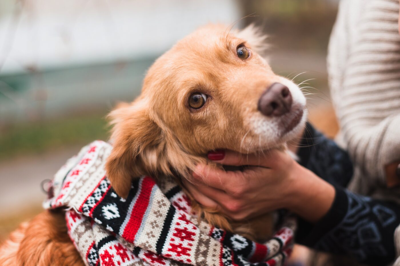 The,Cutest,Dog,In,Warm,Scarf,With,Christmas,Decor,Outside