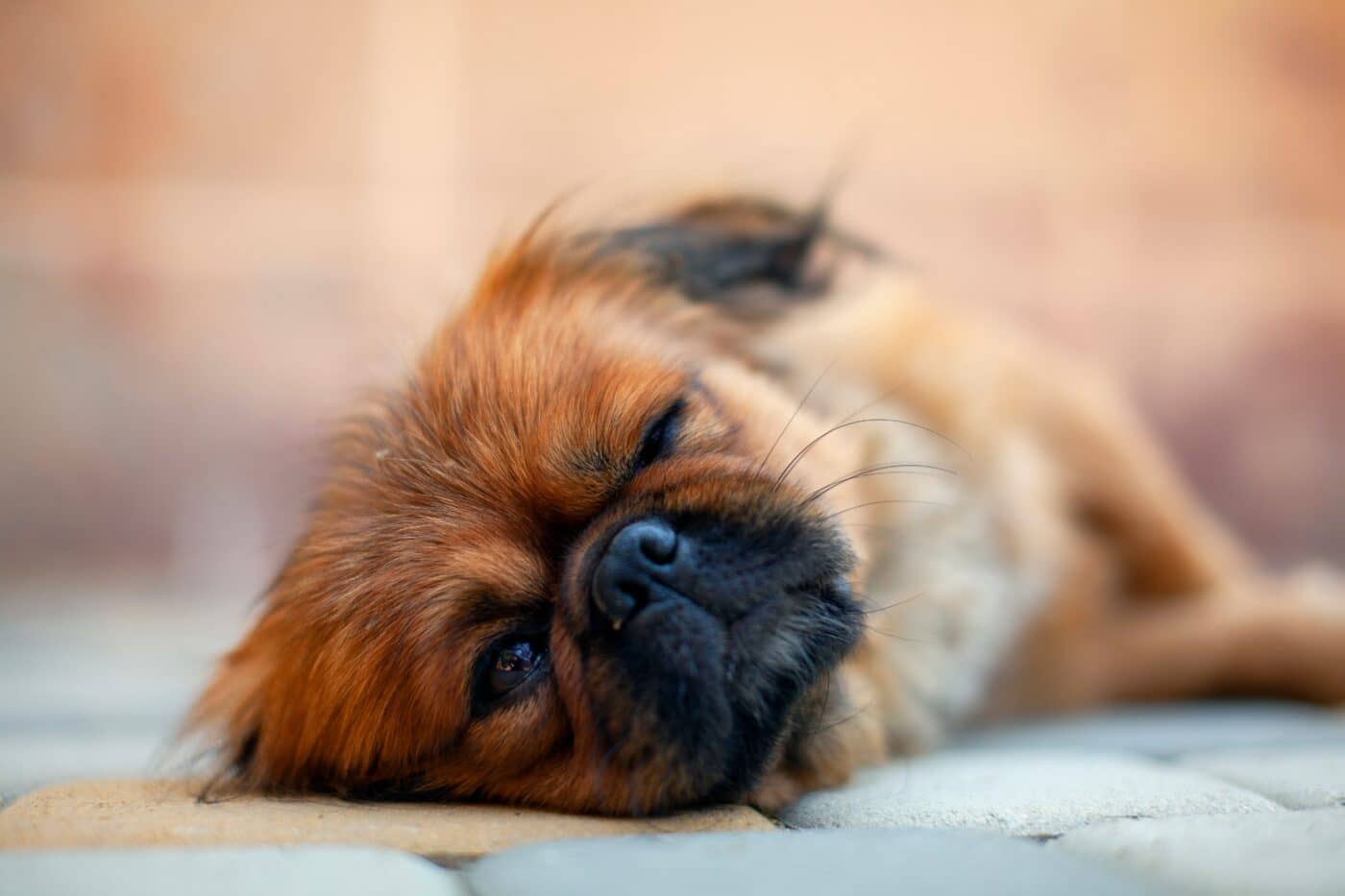 Pekingese