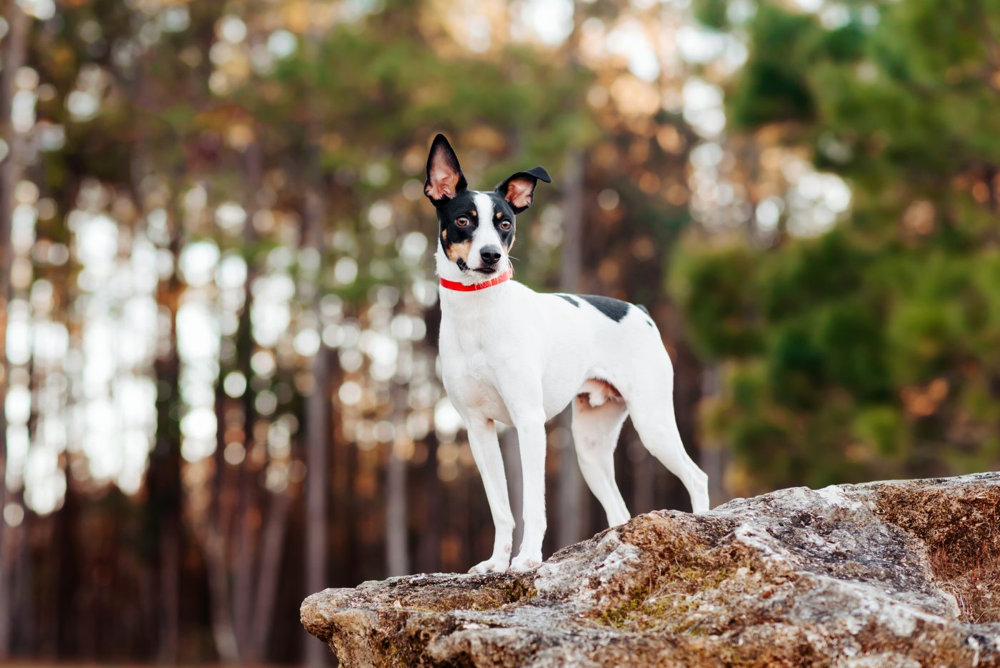 Rat Terrier