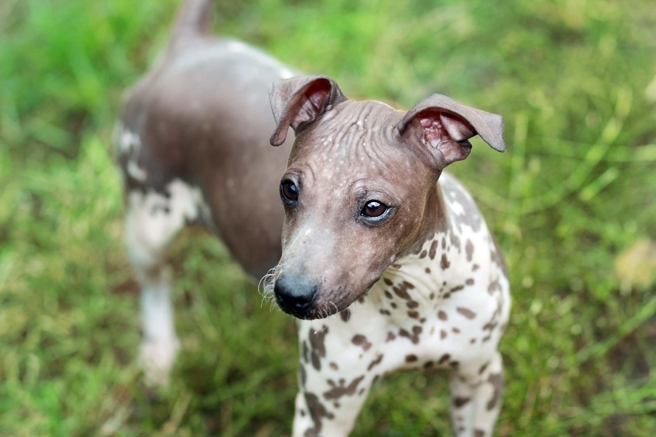 American Hairless Terrier dog