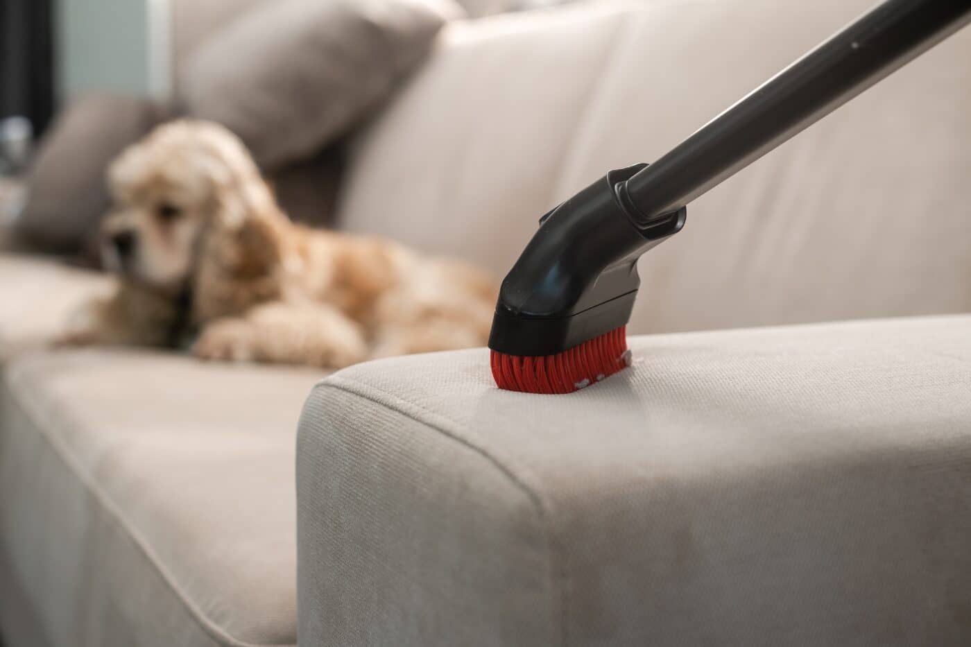 Sofa,Cleaning,With,Vacuum,Cleaner.,Home,Cleaning,Background.,The,Dog