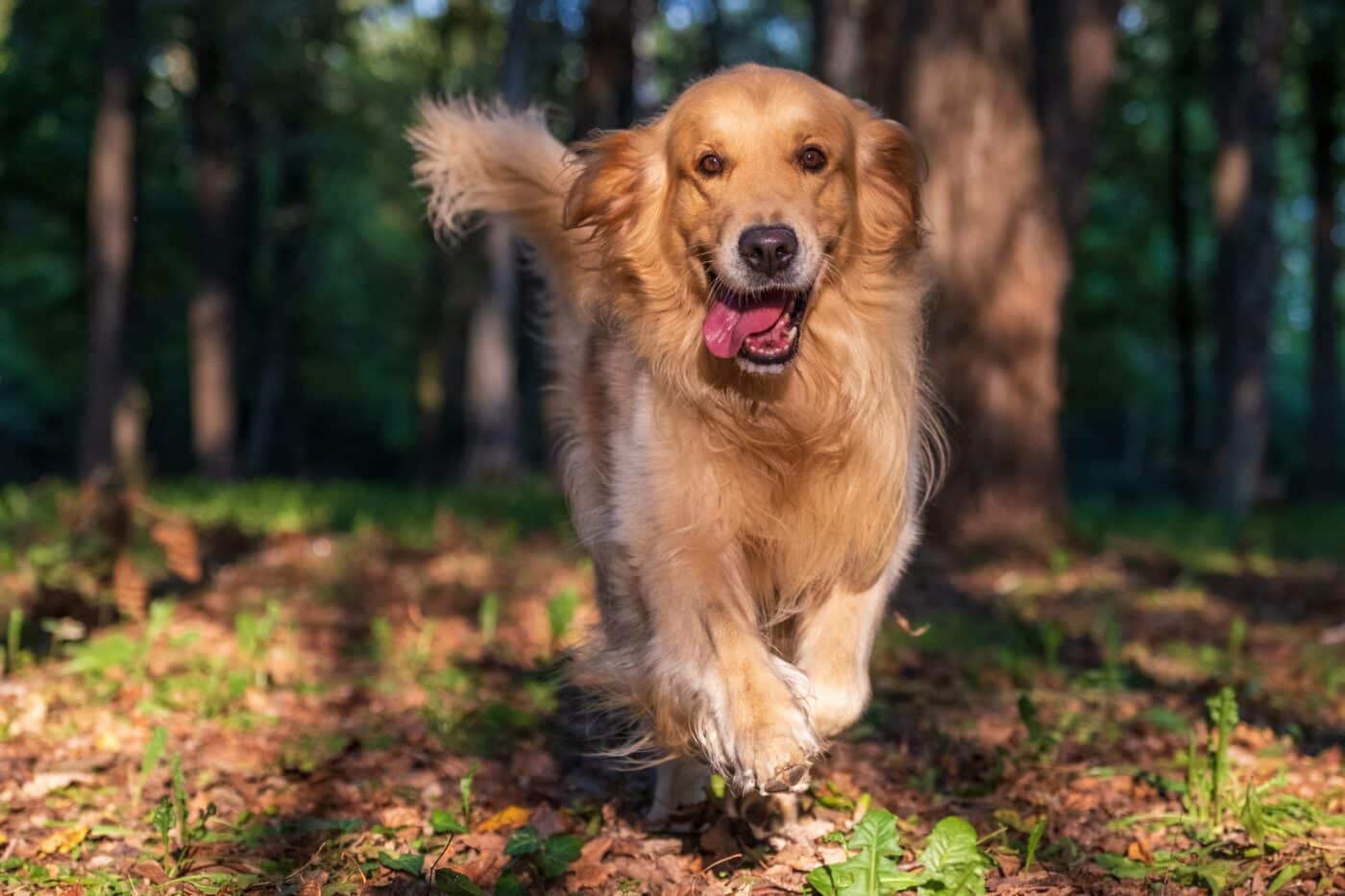 Golden retriever