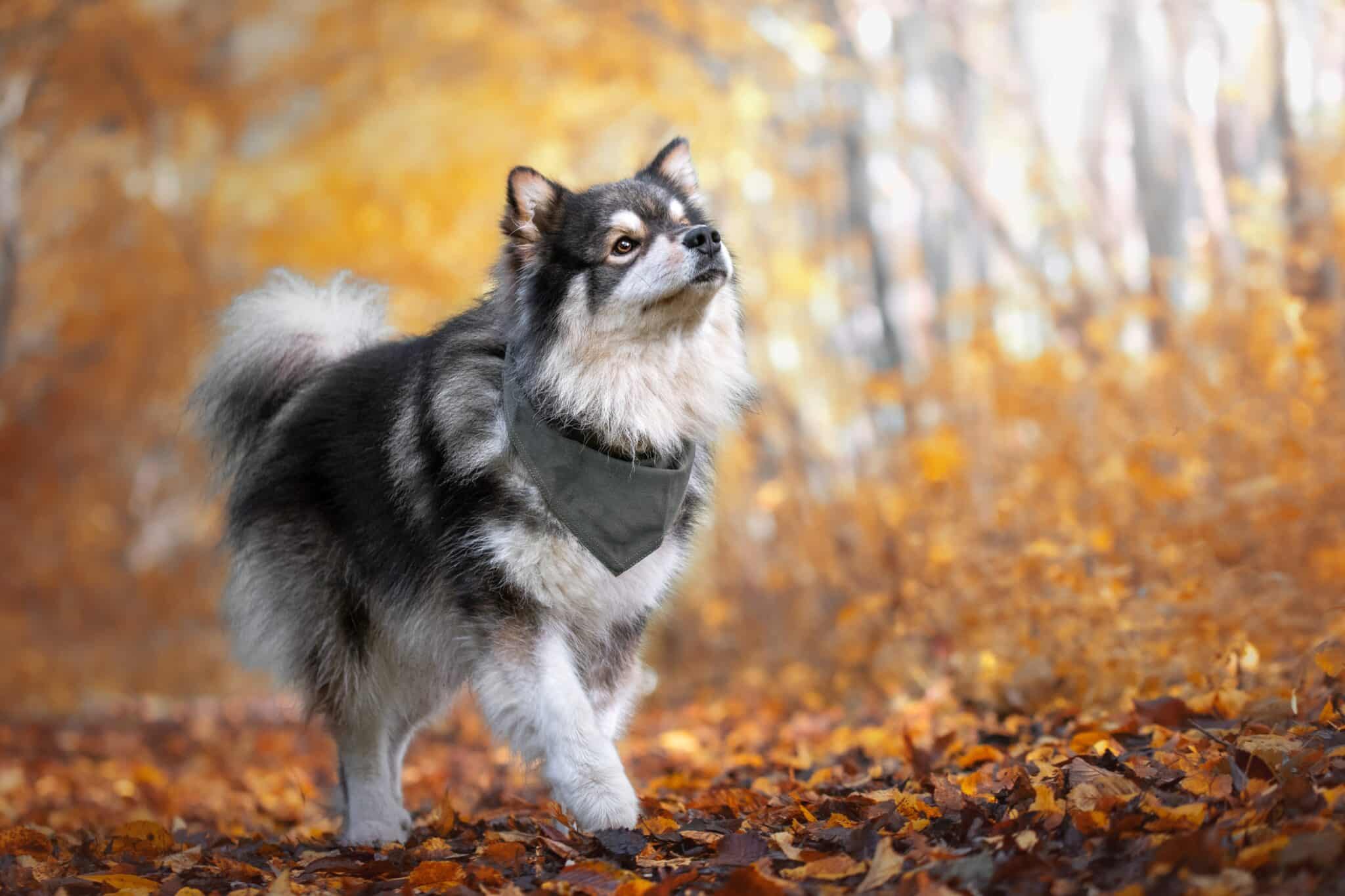 Finnish Lapphund