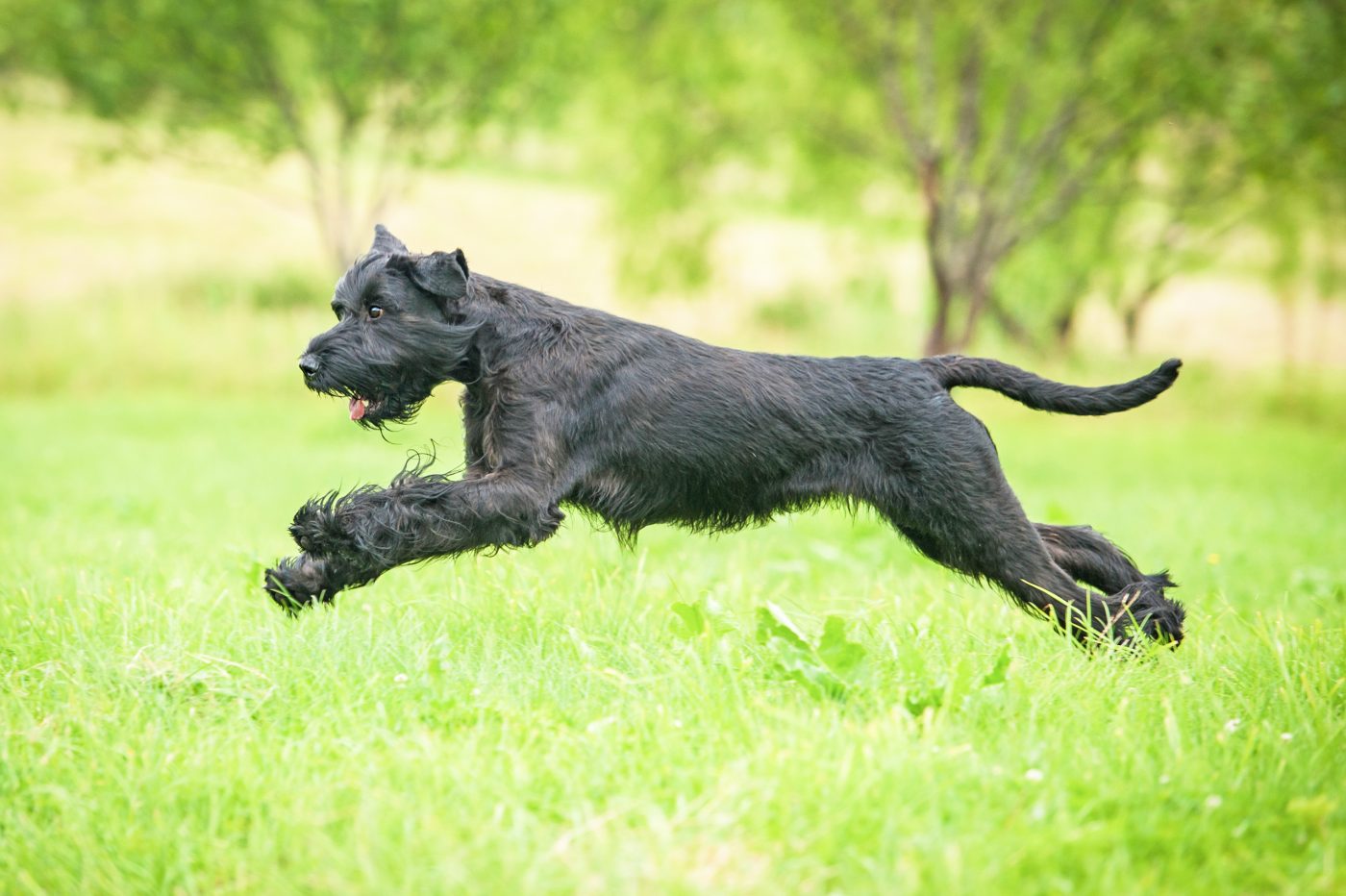 Giant Schnauzer