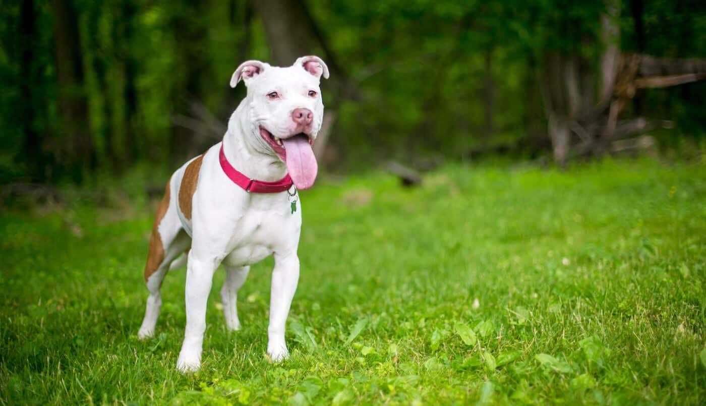 American Pit Bull Terrier