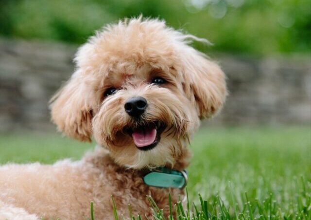 Toy Poodle dog