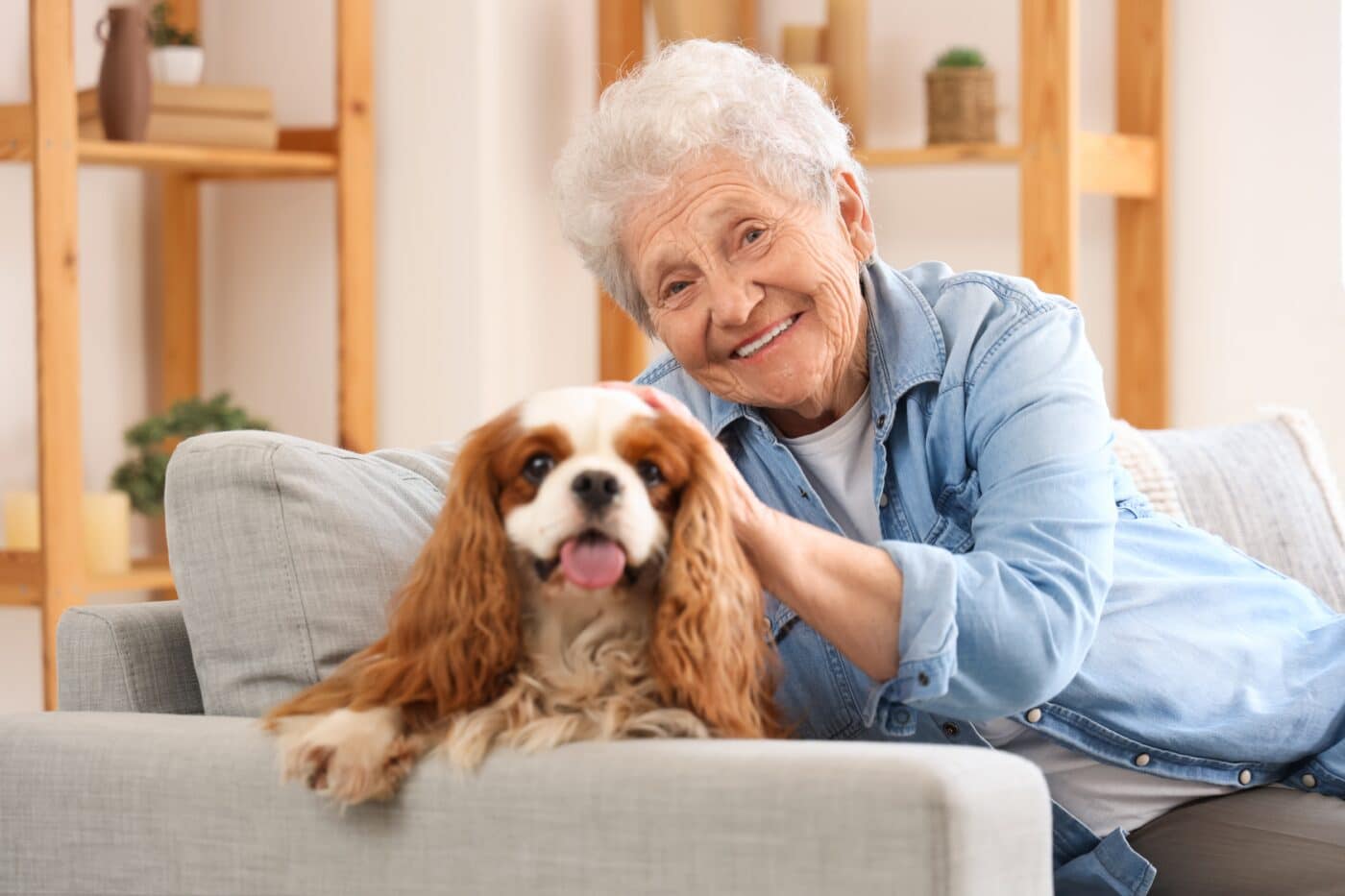 Cavalier King Charles Spaniel