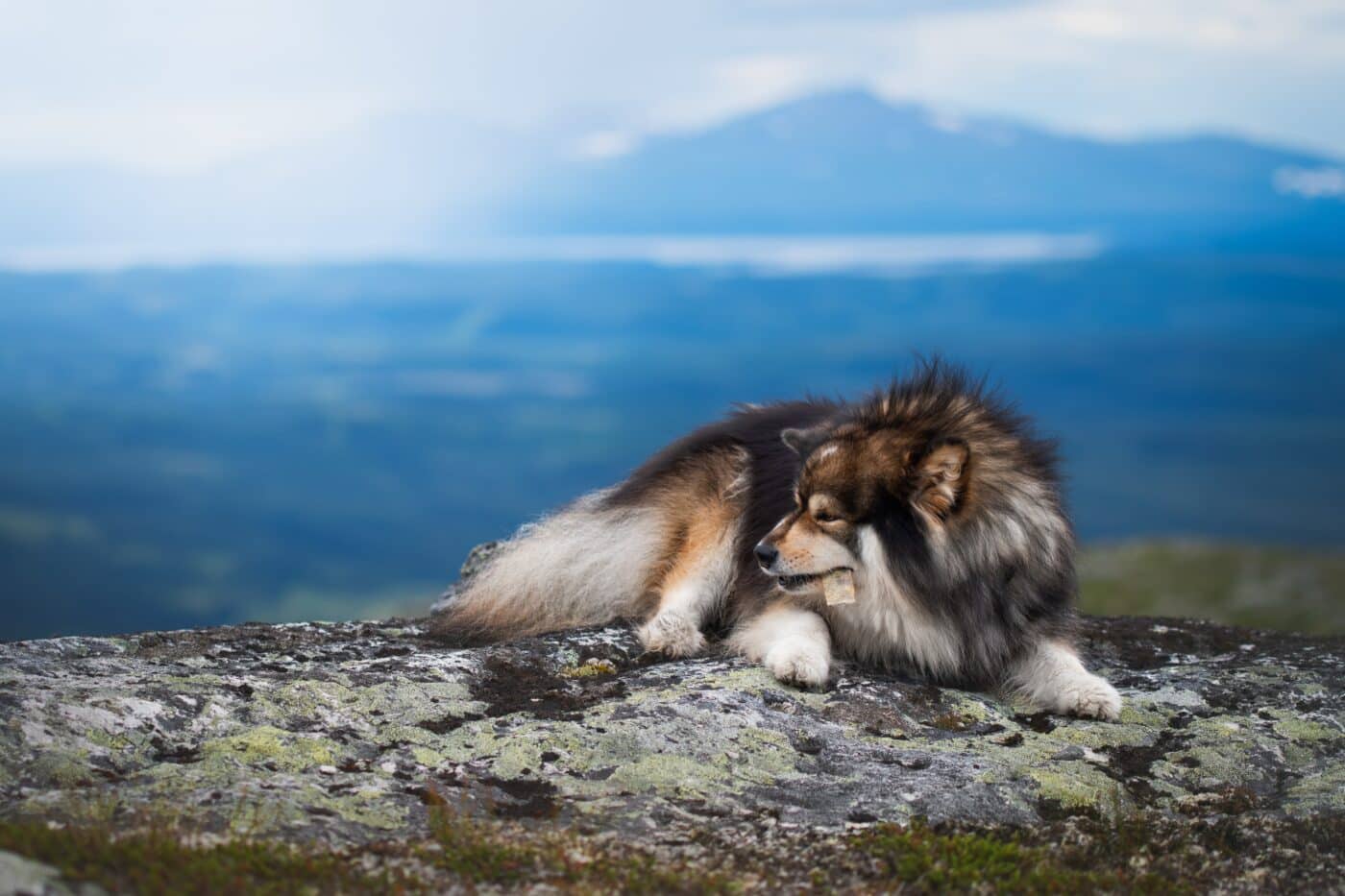 Finnish Lapphund dog