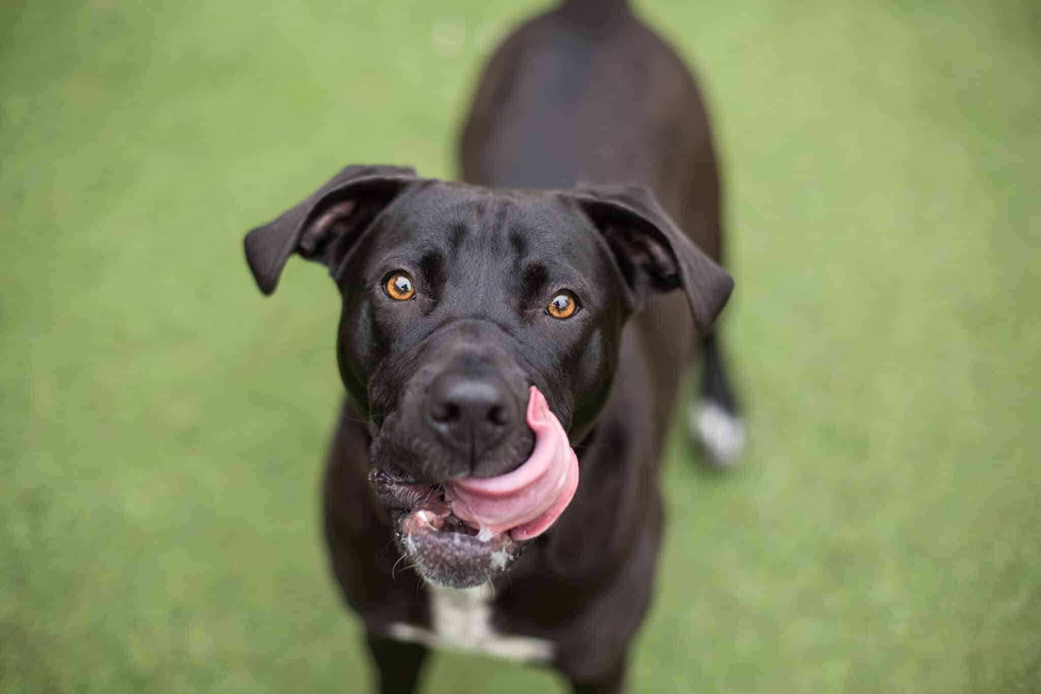 Happy,Black,Lab,Dog,Licks,Lips