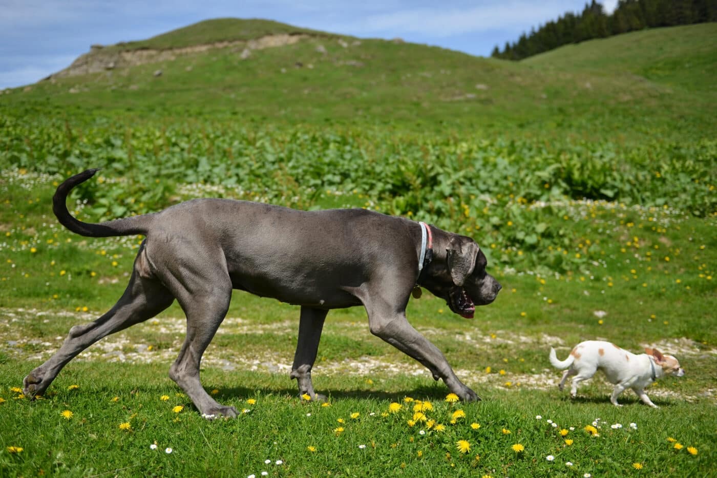 Great,Dane,Dog,And,Chihuahua