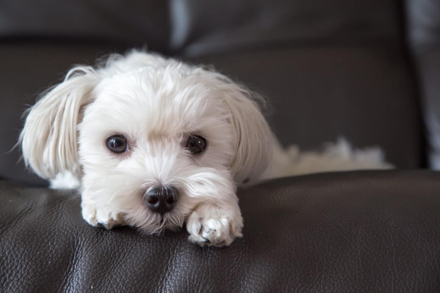 Maltese dog