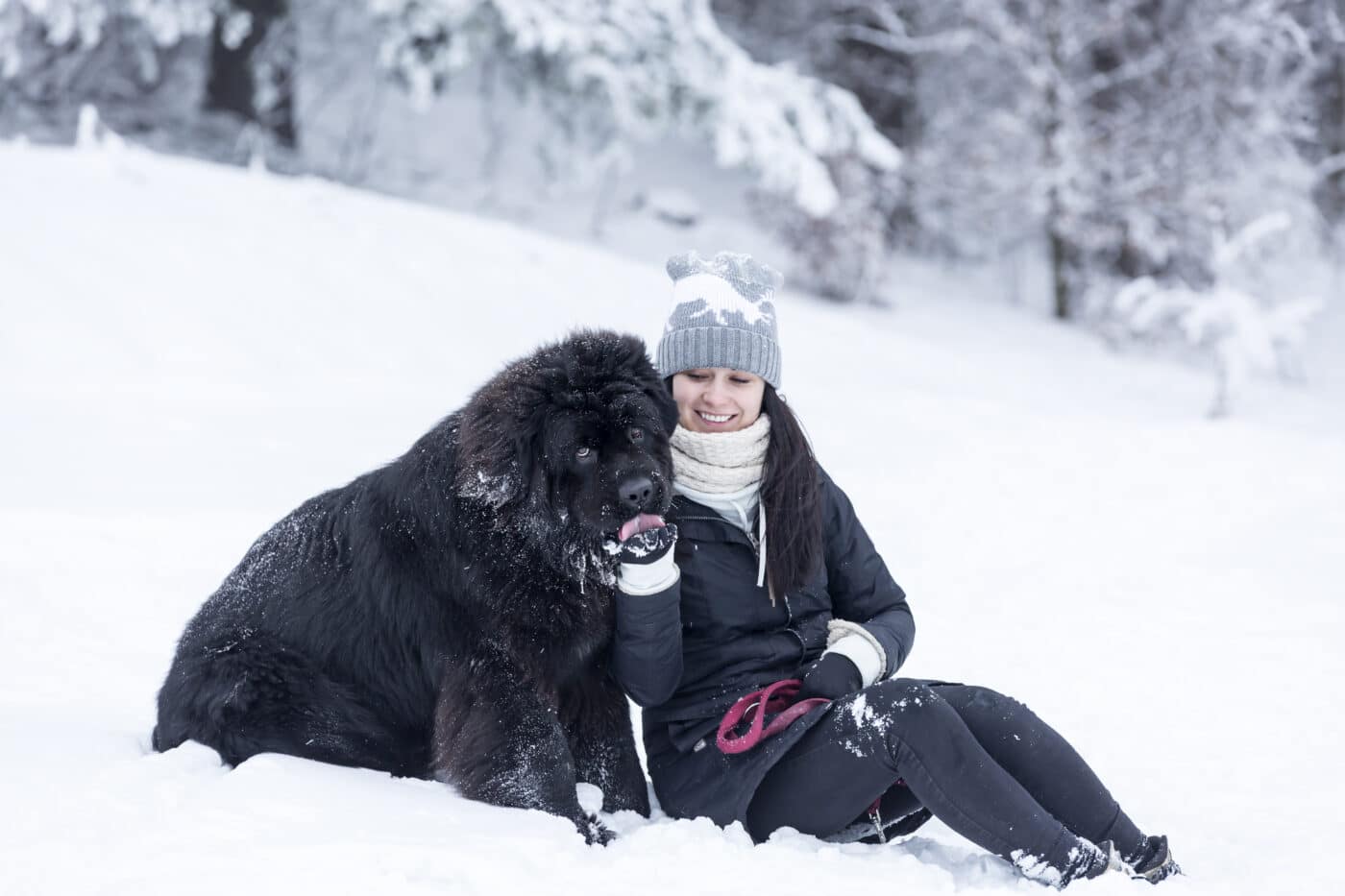 Newfoundland dog