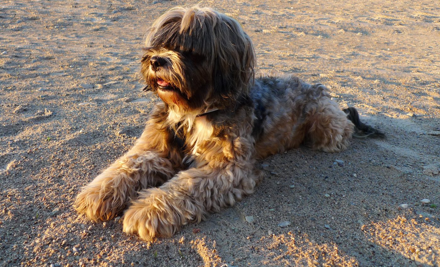 Tibetan Terrier