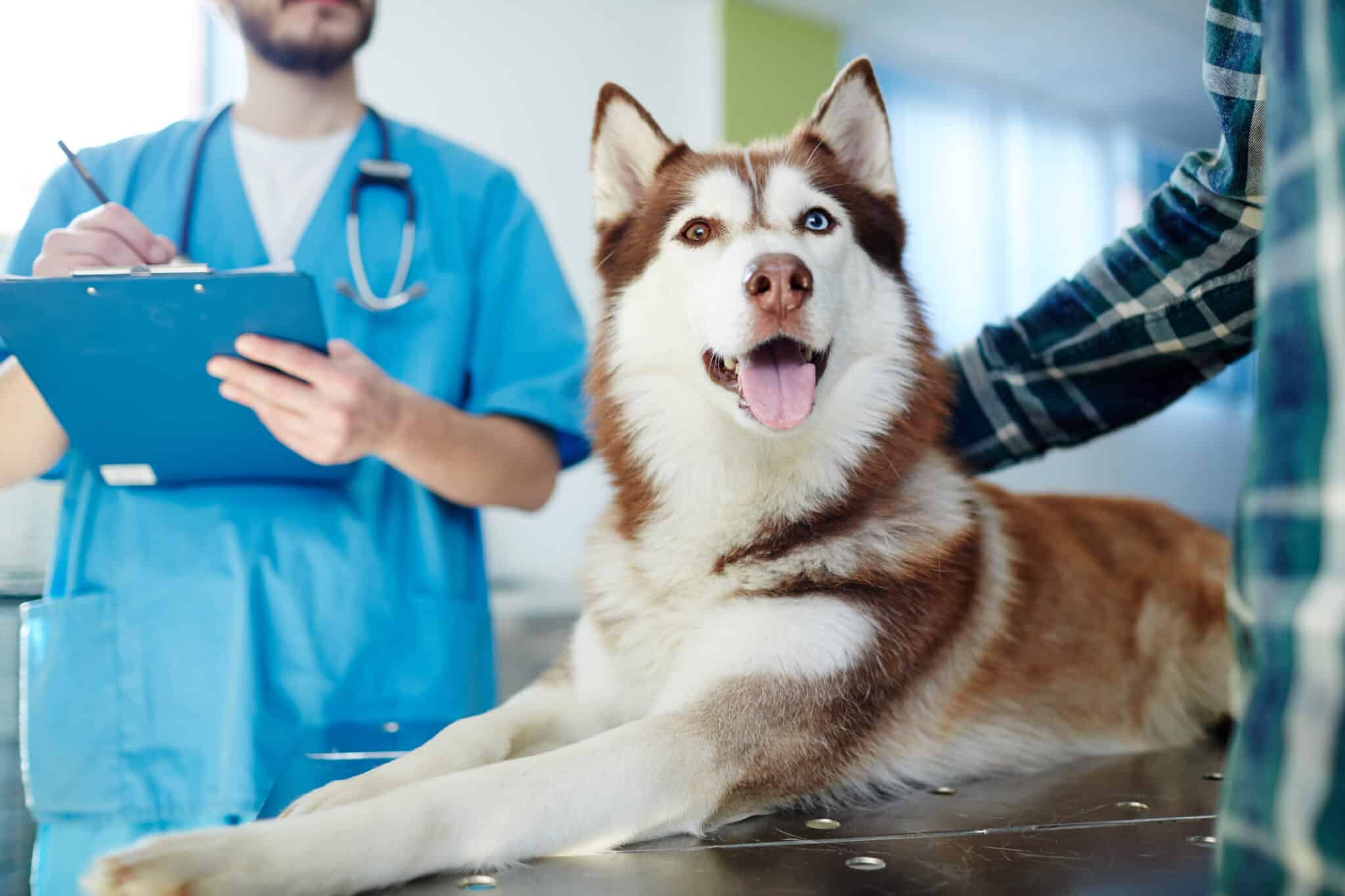 Husky in the vet