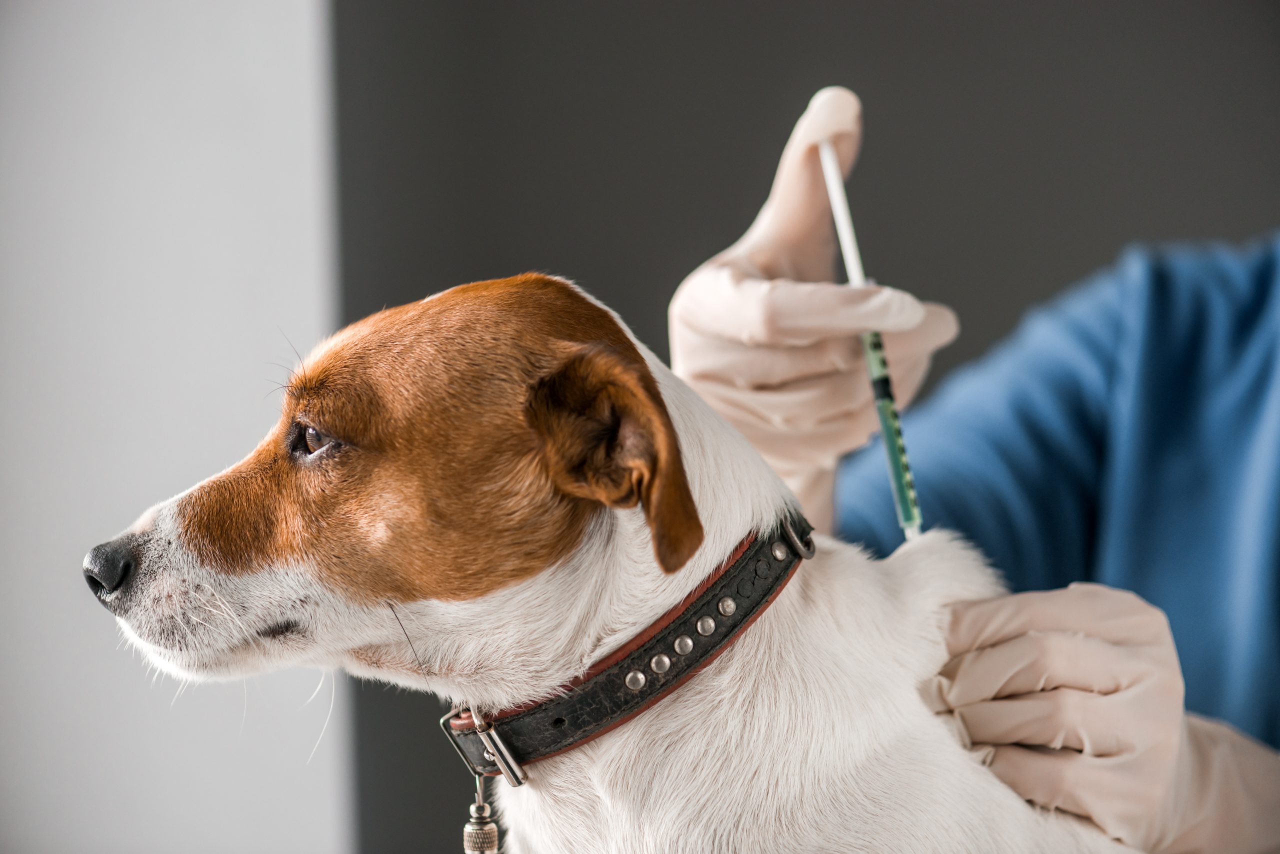 dog vaccines