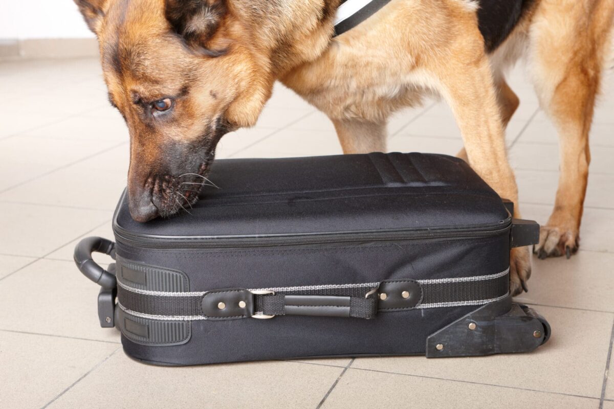 Airport,Canine.,Dog,Sniffs,Out,Drugs,Or,Bomb,In,A