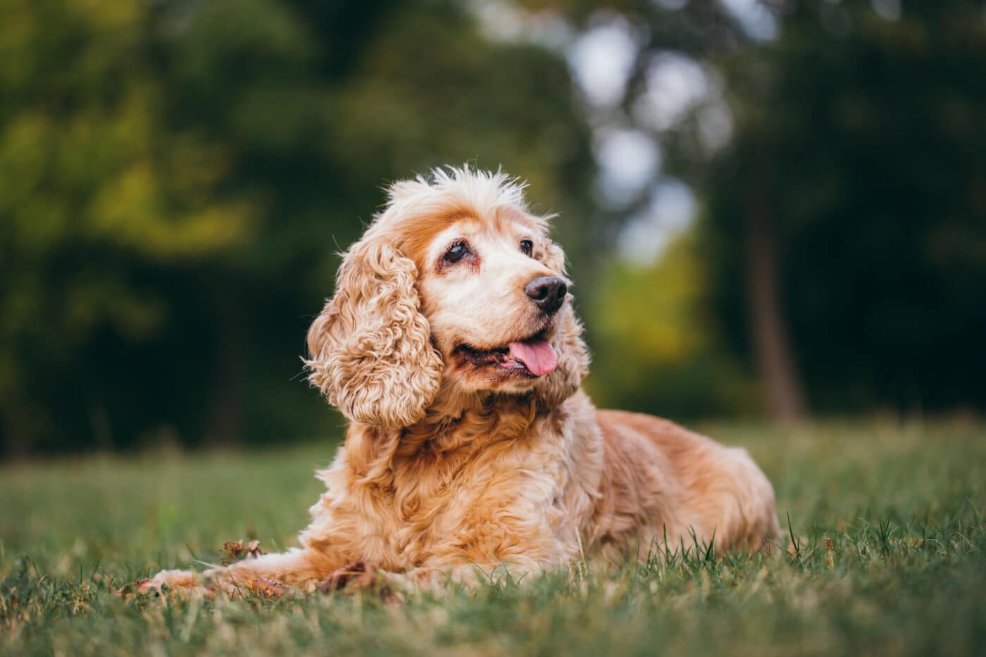 Cocker Spaniel dog