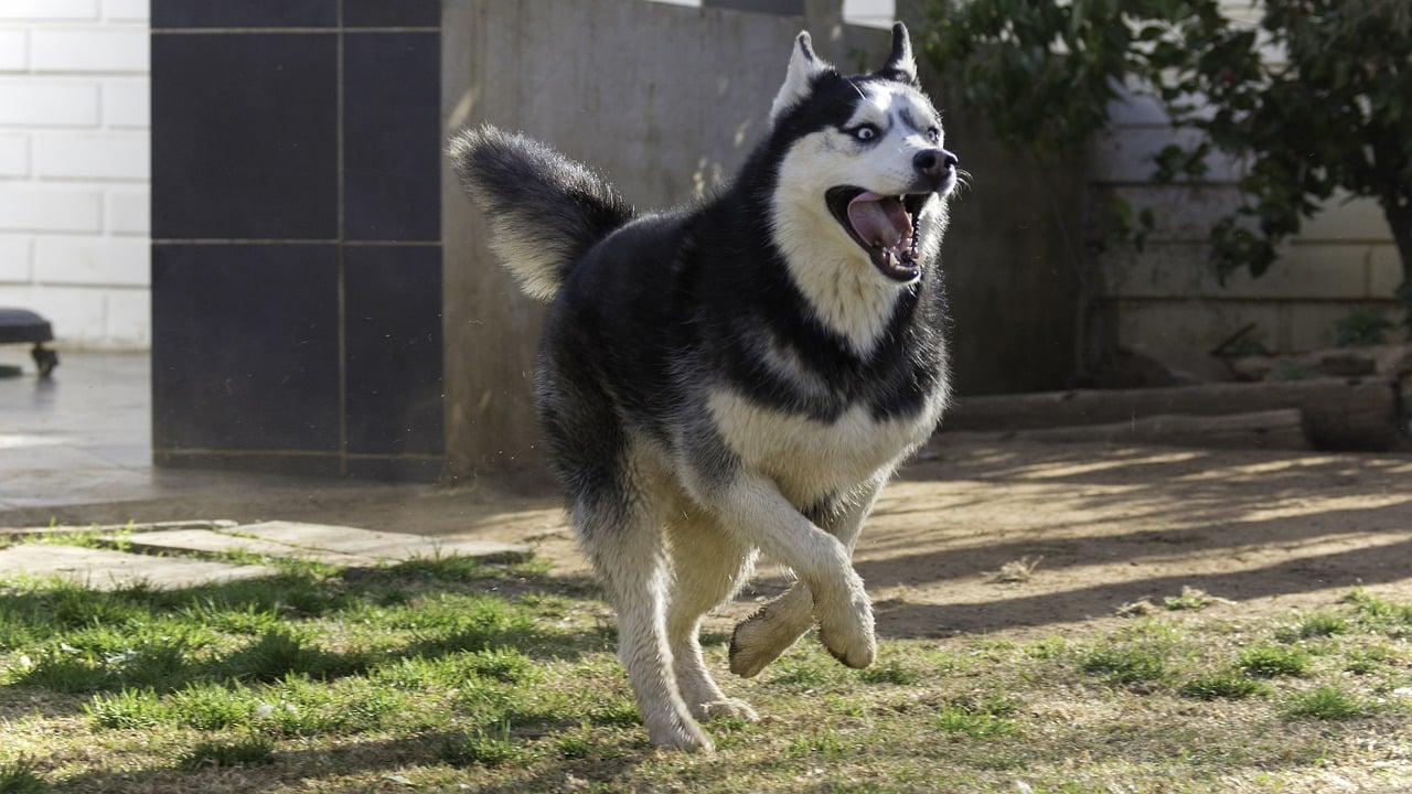 siberian husky 1771667 1280 1