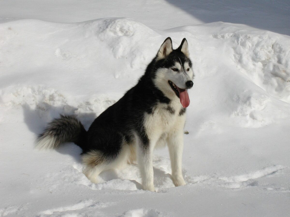 siberian husky 291721 1280 e1728997050967