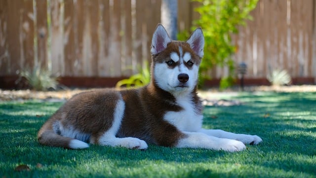 siberian husky 4460138 640 1