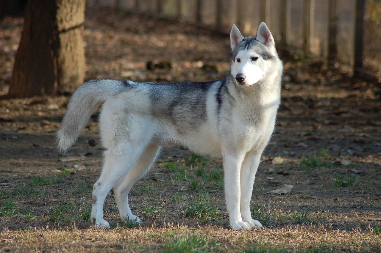 siberian husky 4735878 1280