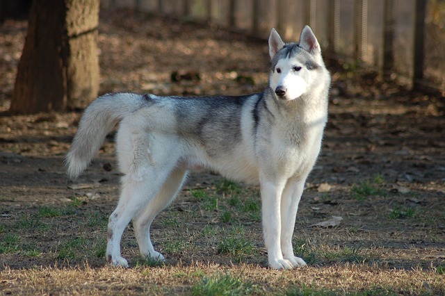 siberian husky 4735878 640