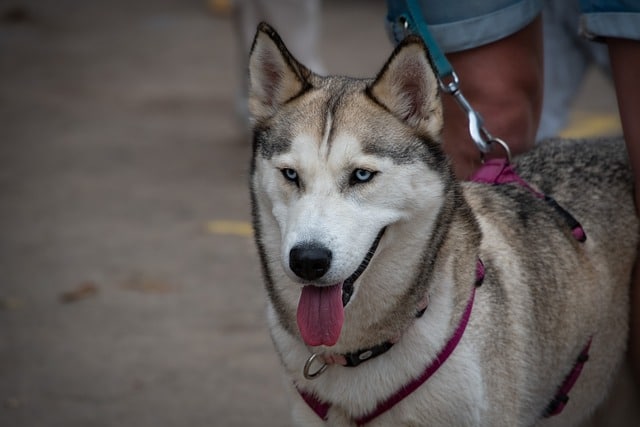 siberian husky 7493521 640