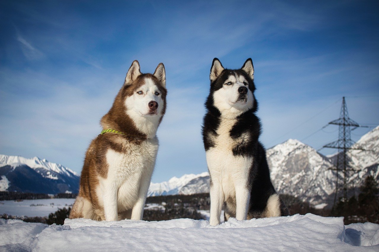 Siberian Husky