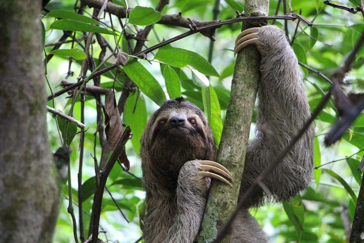 sloth 2759724 1280 e1728942631887