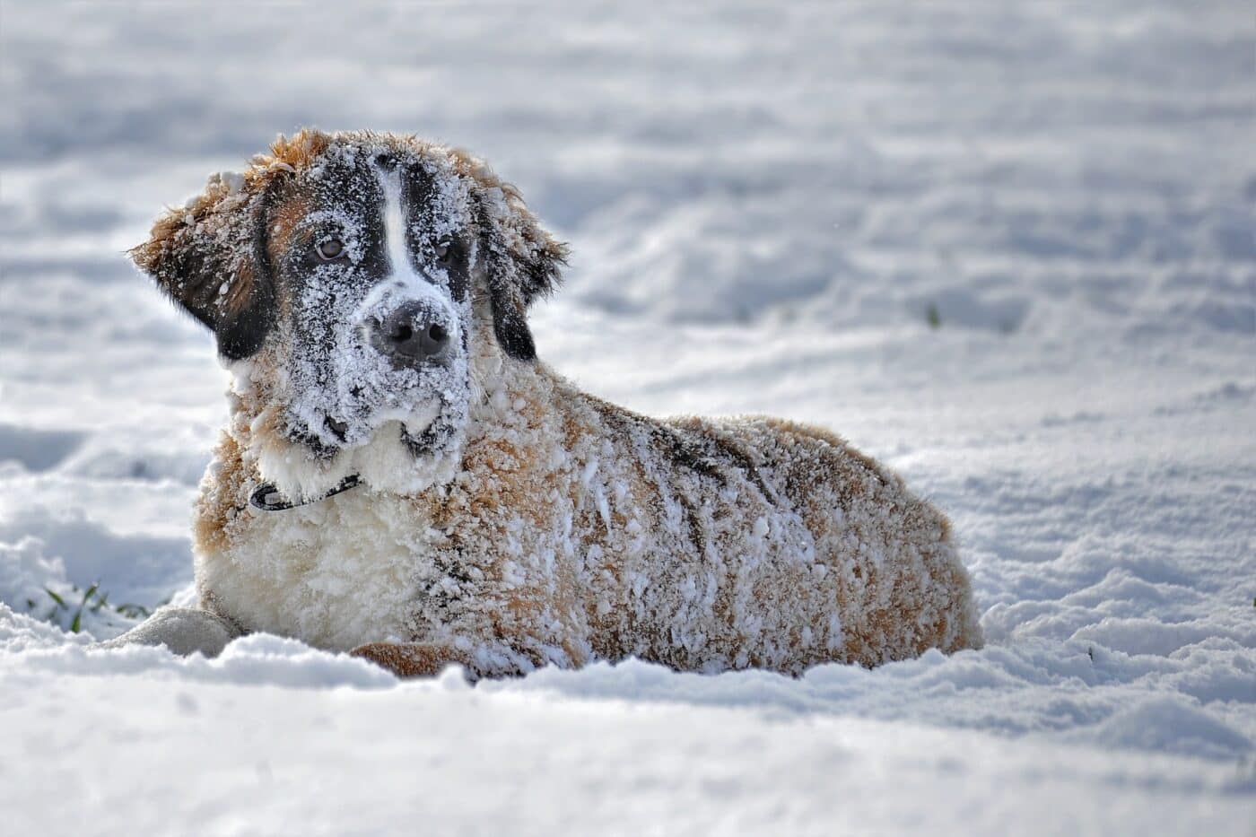 Dog in the snow