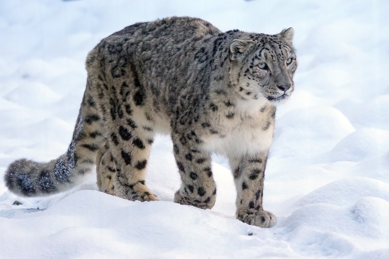 snow leopard 1972724 1280