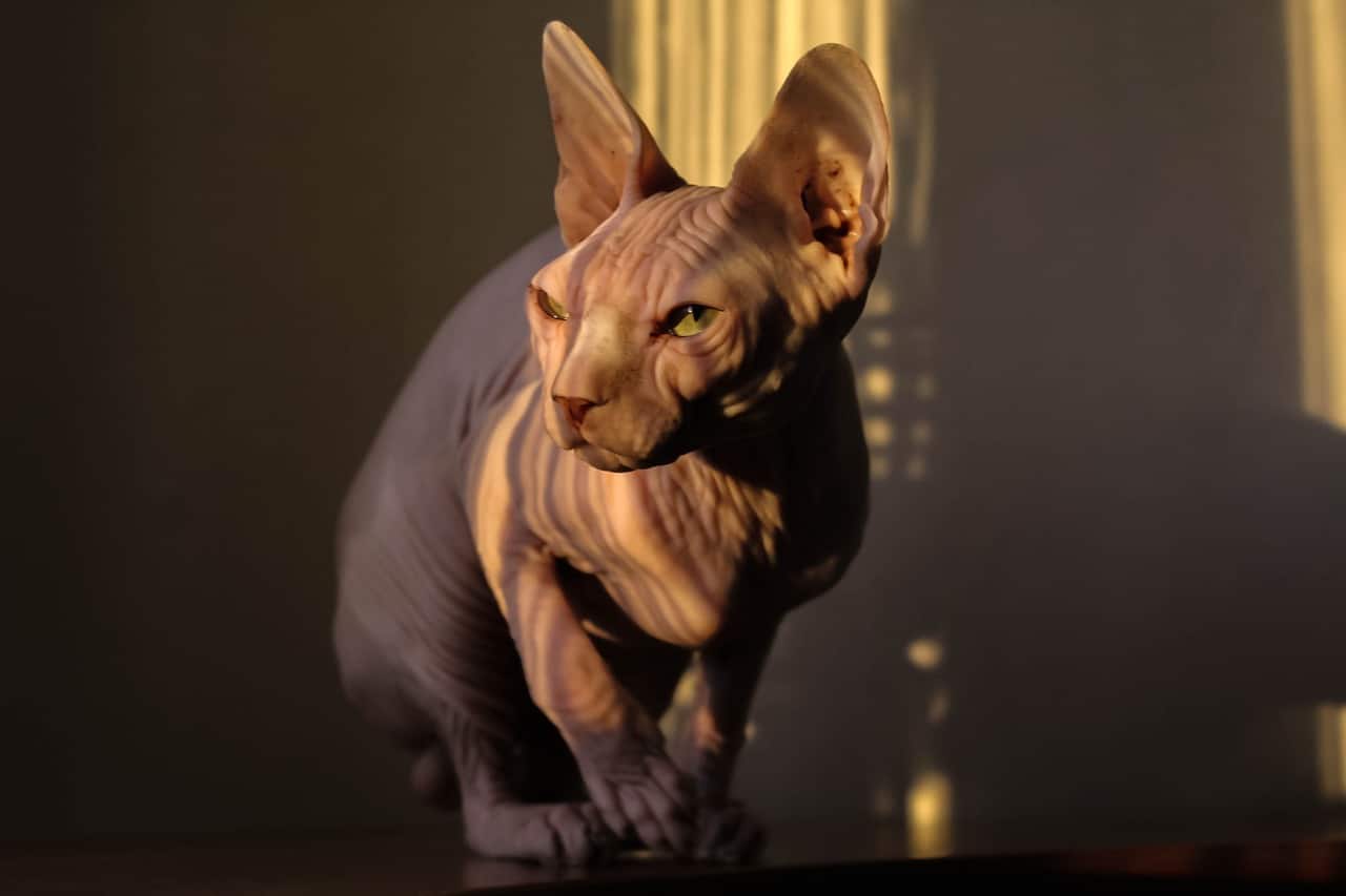 sphynx 6918029 1280 1