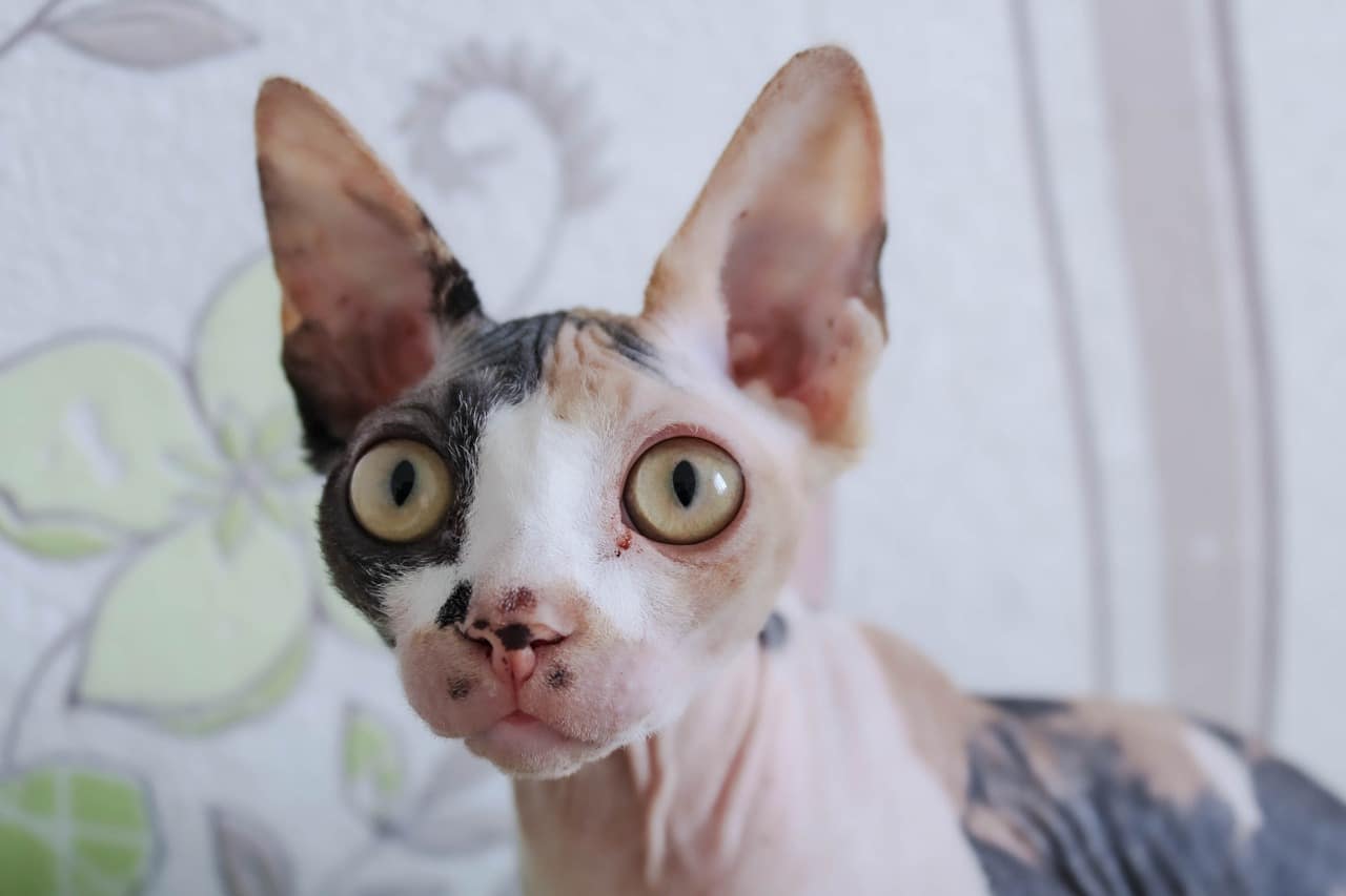 sphynx cat 6604610 1280 1 1