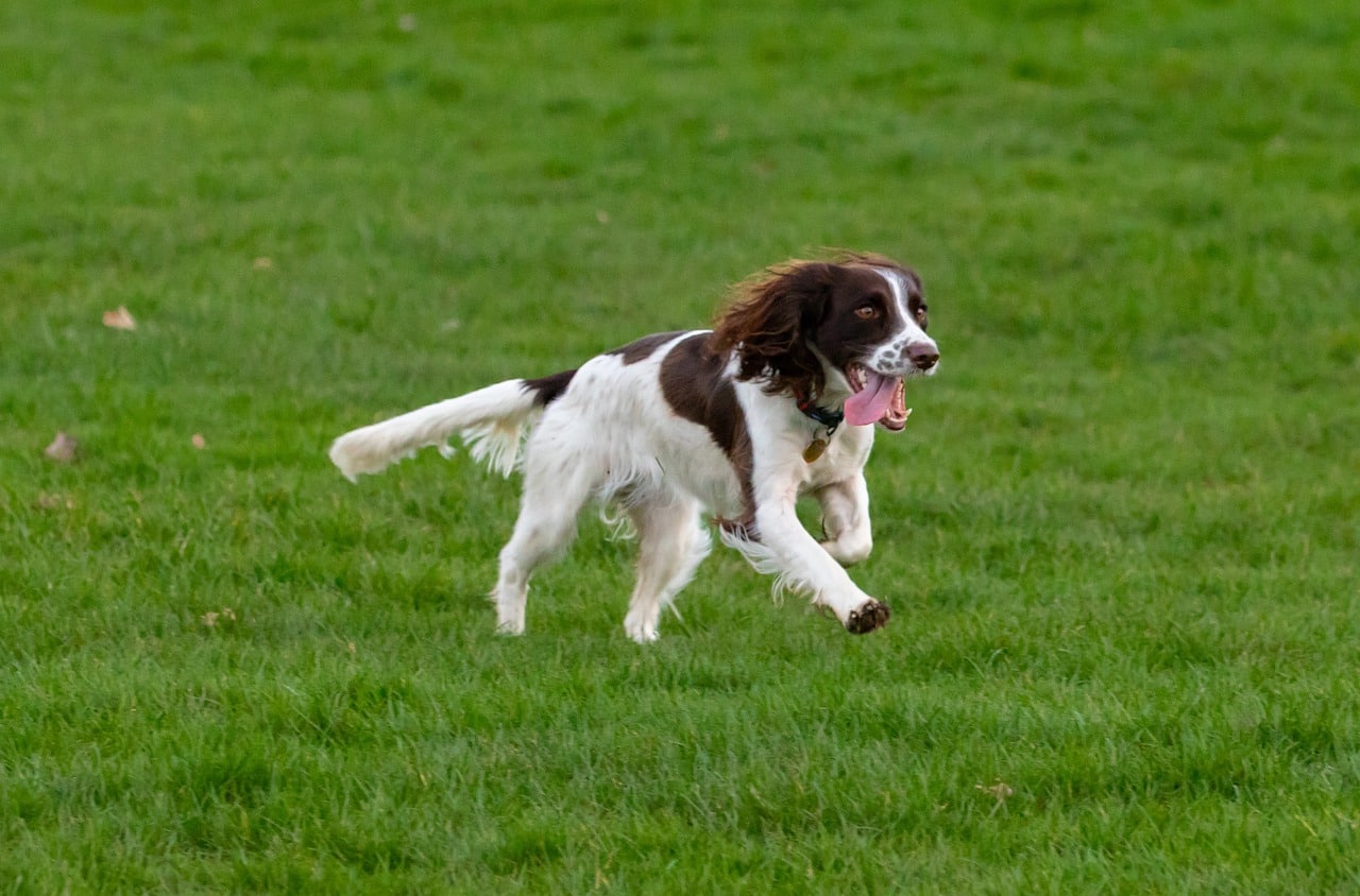 springer spaniel 4805678 1280 1 1