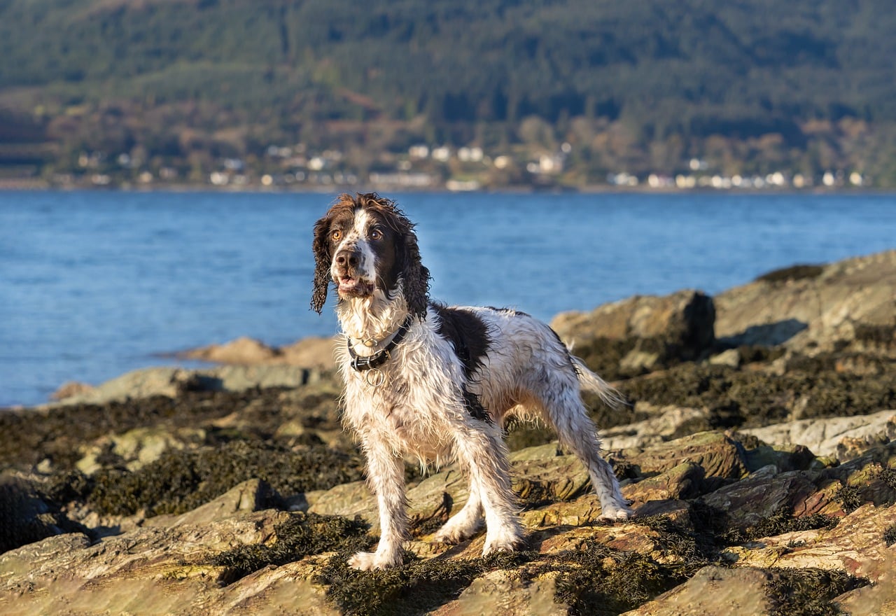 springer spaniel 5898107 1280